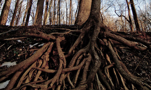 Roots in Building Manageable Growth on the Web